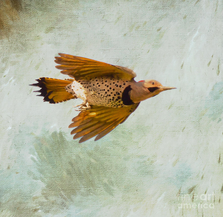 Yellow-shafted Northern Flicker in Flight Photograph by Kerri Farley