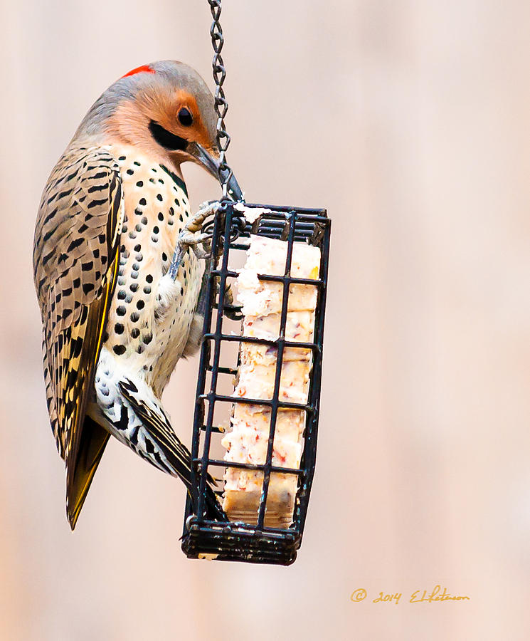 Yellow-shafted Northern Flicker Lunch Photograph by Ed Peterson