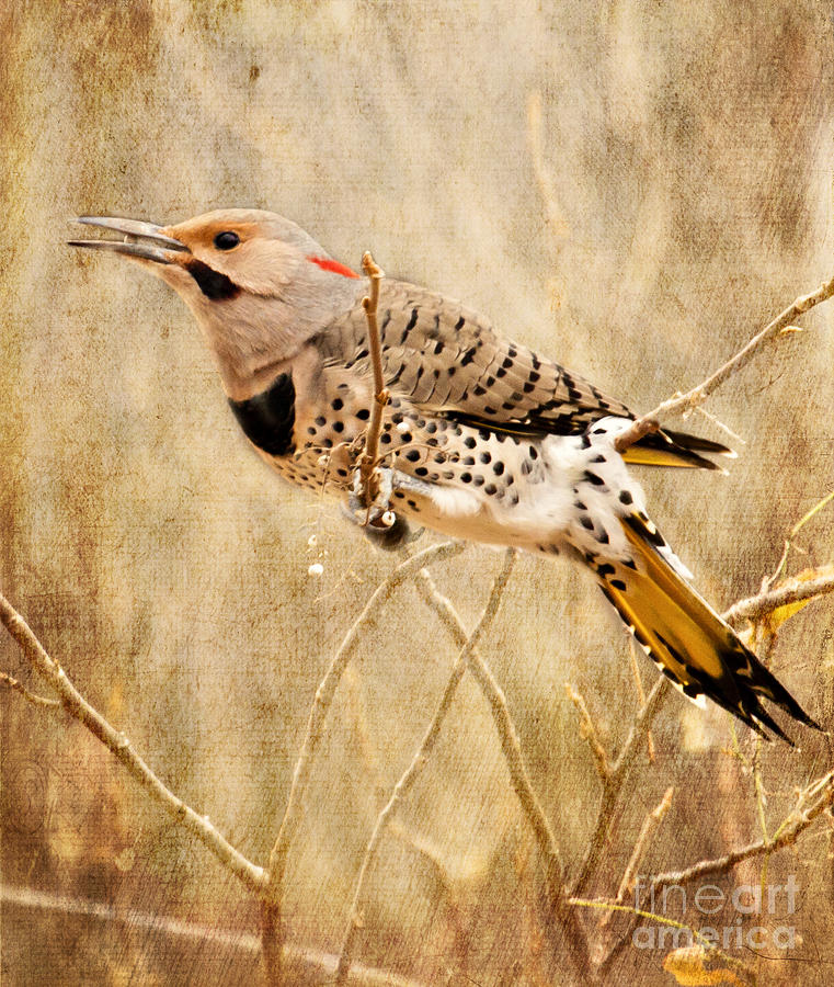 Yellow Shafted Northern Flicker Photograph by Pam  Holdsworth