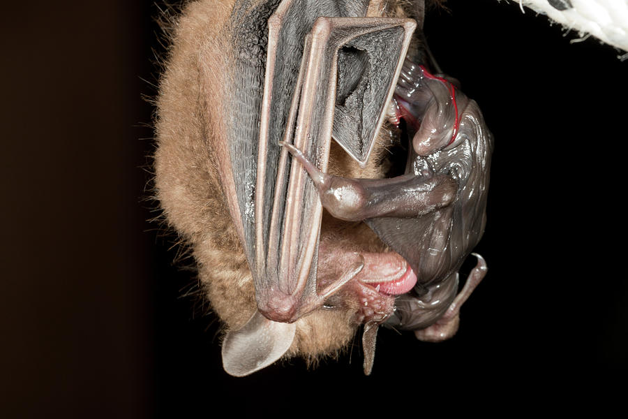 Yellow-shouldered Bat With Baby Photograph by Dr Morley Read