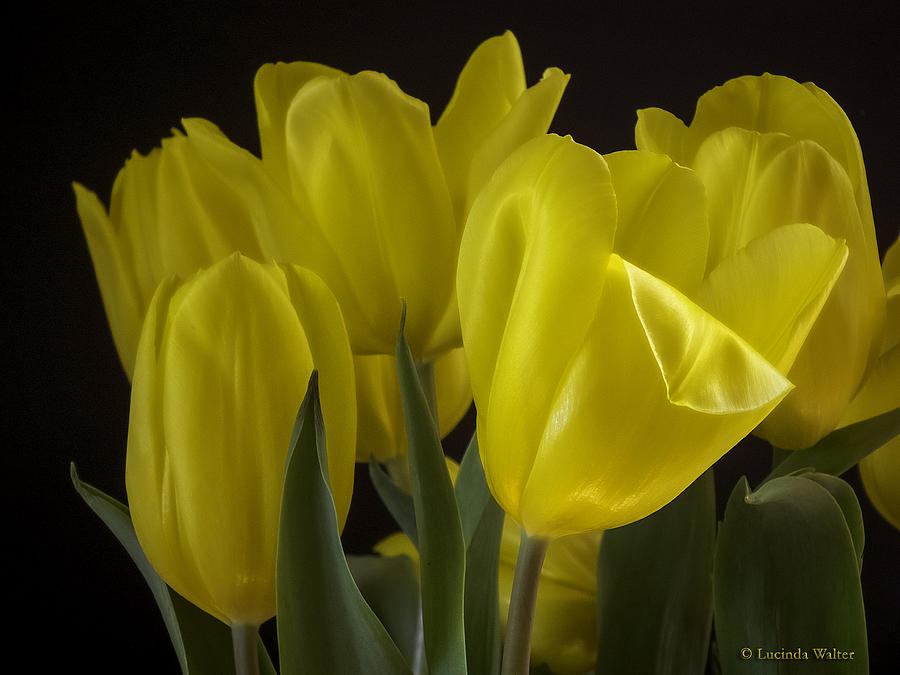 Yellow Silk Photograph by Lucinda Walter