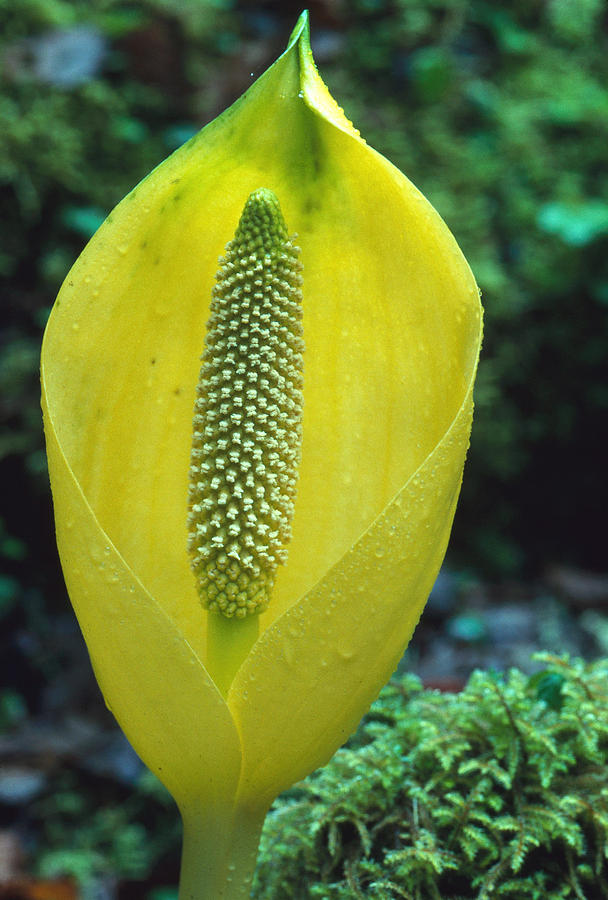 Yellow Skunk Cabbage Blossom Photograph by Thomas And Pat Leeson