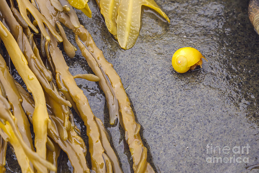 Yellow Snail Photograph by Scott Kerrigan