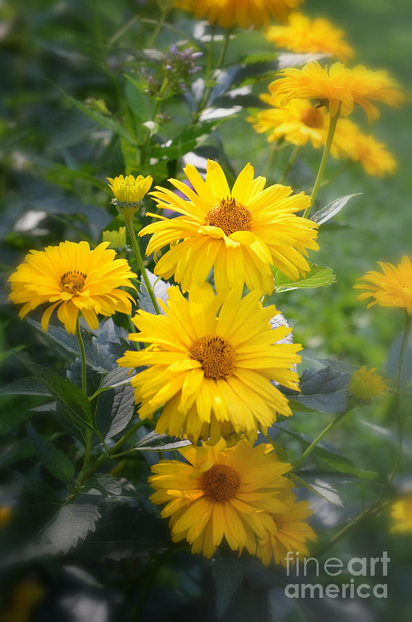 Yellow Softness Photograph by Lila Fisher-Wenzel