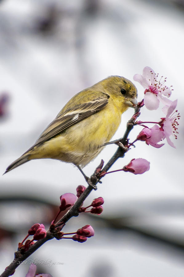 Lesser Goldfinch Photograph by Jim Thompson