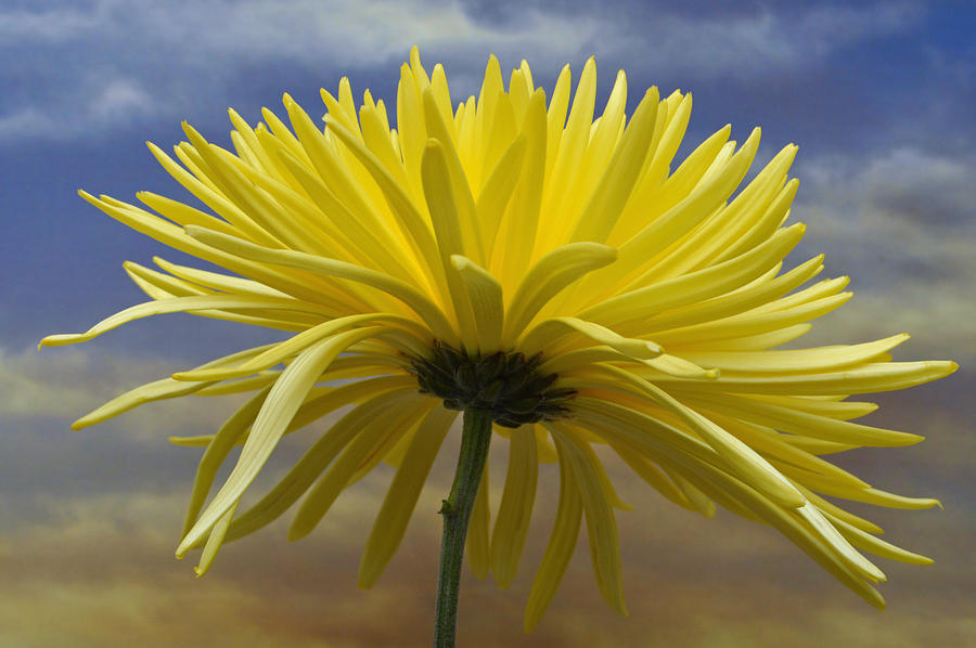 Yellow Spider Chrysanthemum Photograph