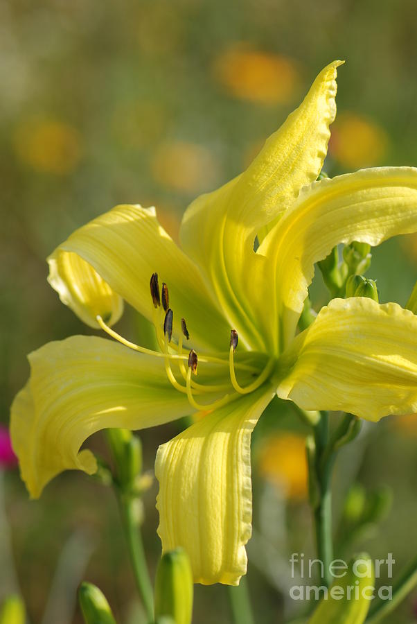 Yellow Spider Daylily Photograph by Amy Porter