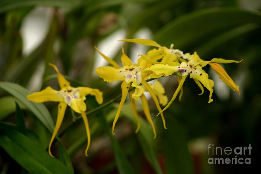 Yellow Spider Orchids Photograph by Living Color Photography Lorraine Lynch