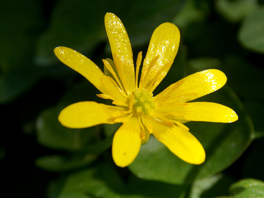 Nature Photograph - Yellow splash by Chris Cox