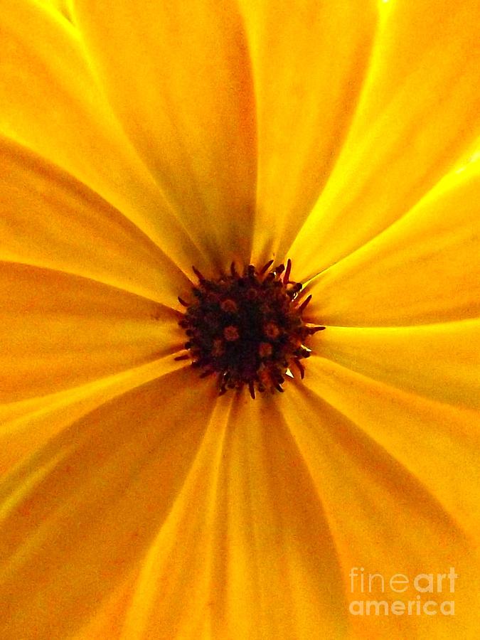 Yellow Splendour Photograph by Clare Bevan