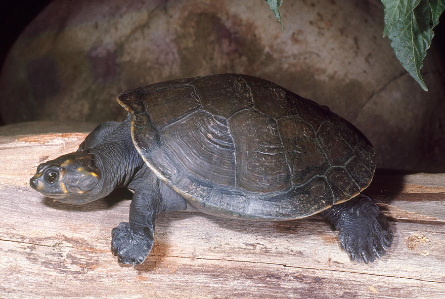 Yellow-spotted River Turtle Photograph by D & L Klein | Fine Art America