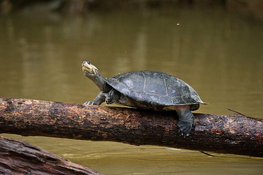 Yellow-spotted River Turtle (podocnemis Photograph by Pete Oxford ...