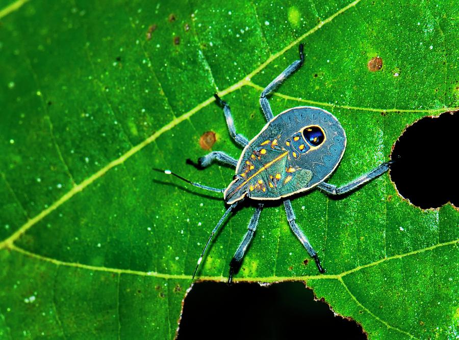 Animal Photograph - Yellow Spotted Stink Bug by K Jayaram