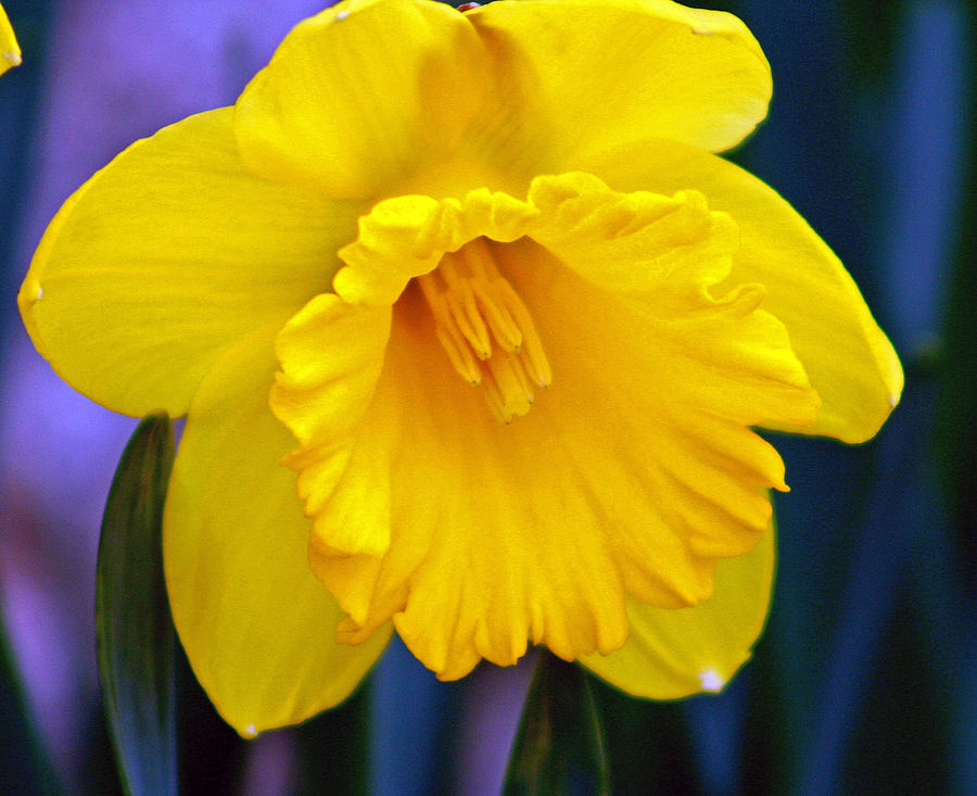Yellow Spring Daffodil Photograph by Kay Novy