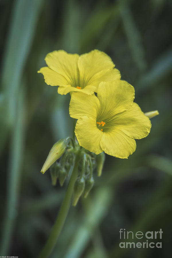 Spring Photograph - Yellow Spring by Mitch Shindelbower