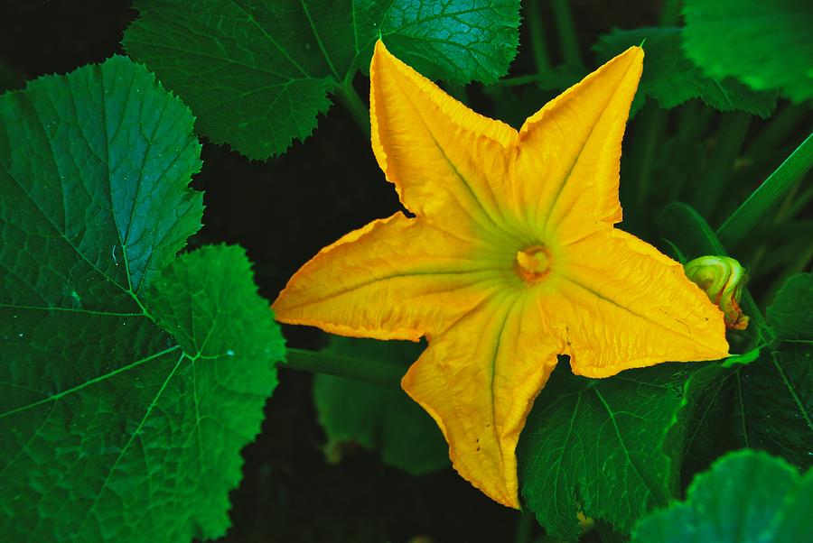 Yellow Squash Bloom Photograph by Eric Tressler