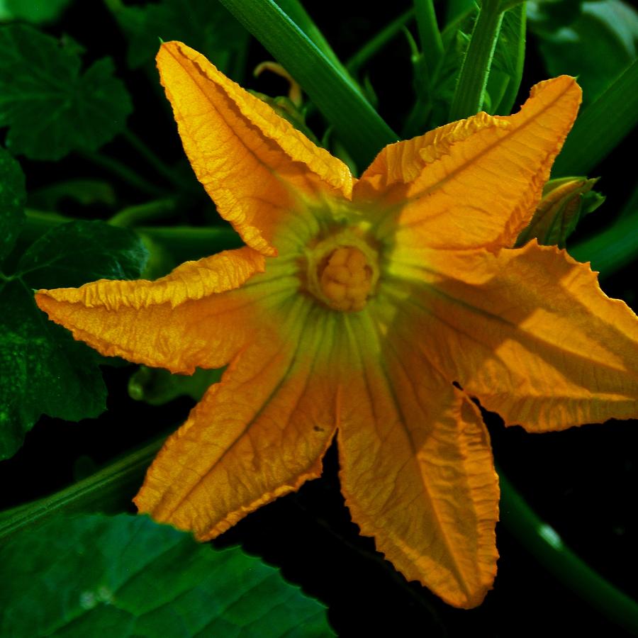 Yellow Squash Flower Photograph by Eric Tressler
