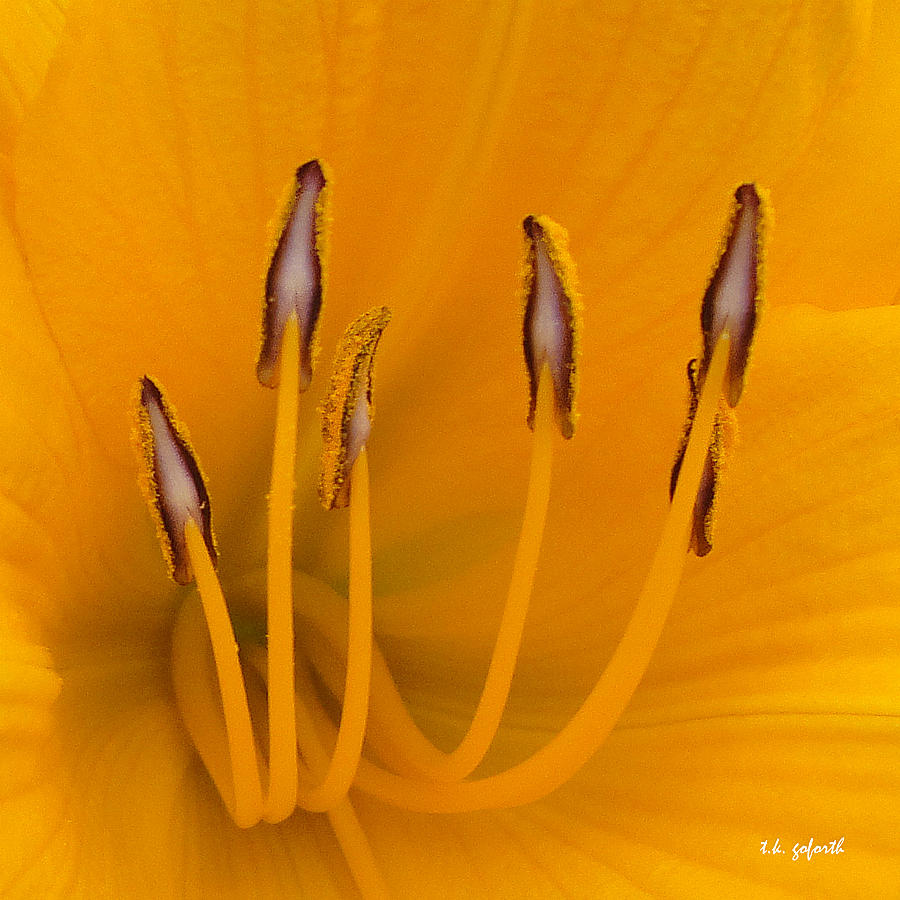 Yellow Stamens Squared Photograph by TK Goforth