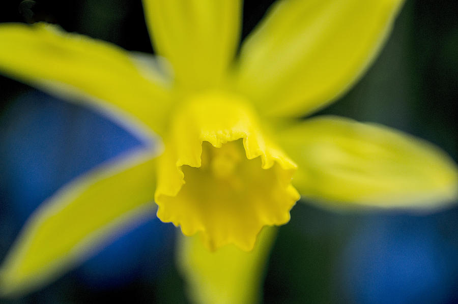 Spring Photograph - Yellow star by Arkady Kunysz