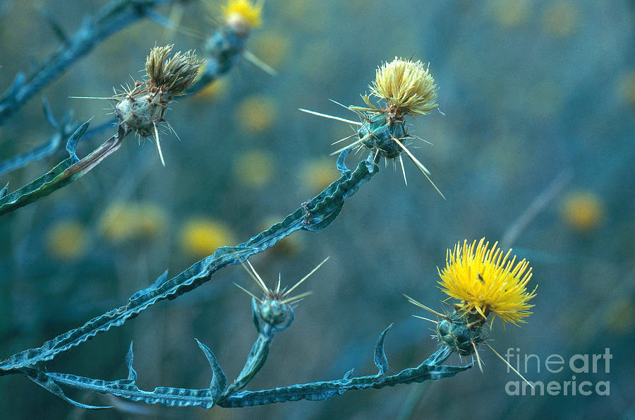 Yellow Star-thistle Photograph by William H Mullins