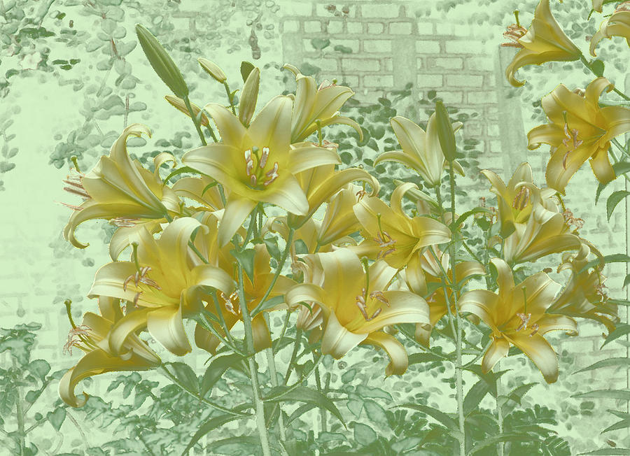 Yellow Stargazers on Soft Green Photograph by Tom Wurl