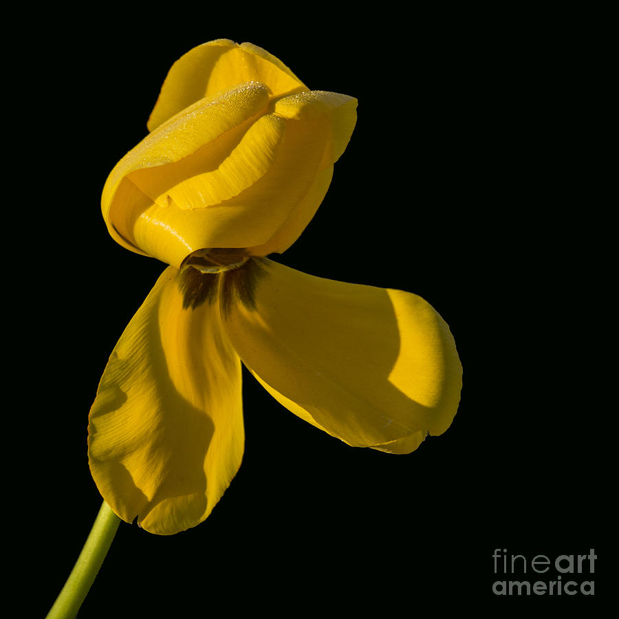 Yellow Still Photograph by Sonya Lang