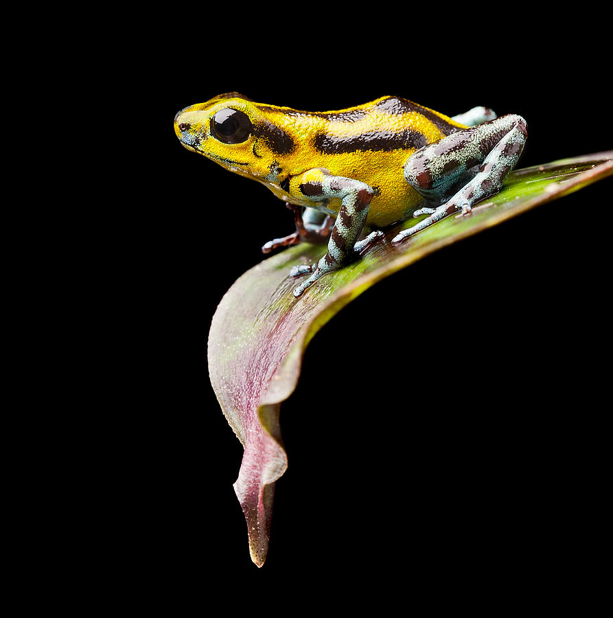 Yellow strawberry poison dart frog Photograph by Dirk Ercken