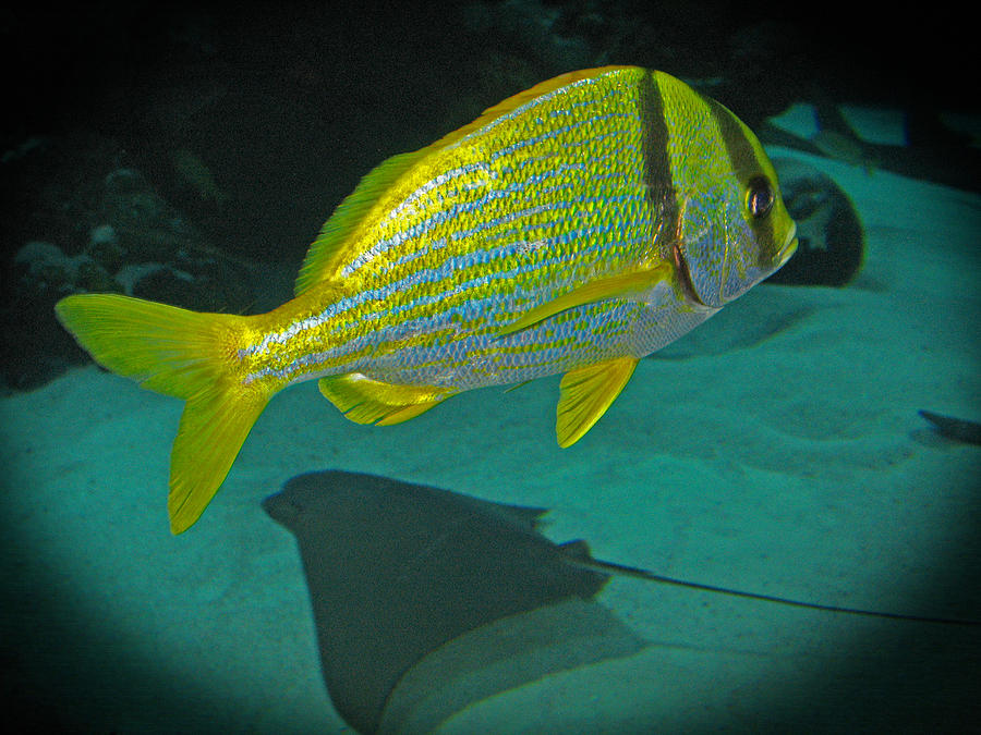 Yellow Striped Fish Photograph by Connie Fox