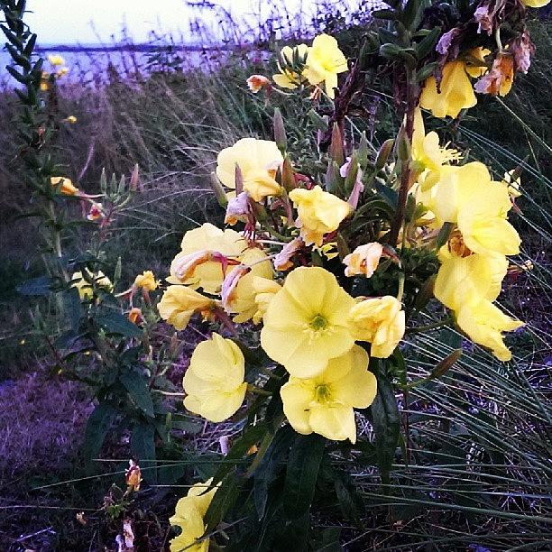Yellow Stunners...wild Flower On The Photograph by X Thompson