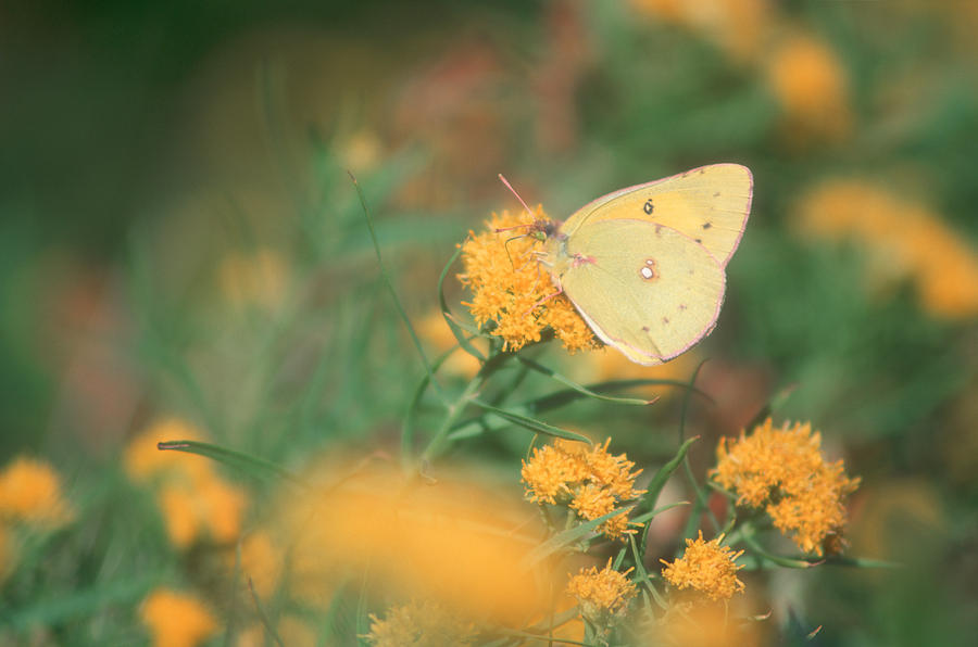 Butterfly Photograph - Yellow Sulfur Butterfly by Bucko Productions Photography