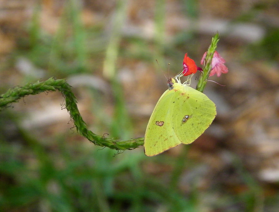 Yellow Sulfur Butterfly on Porterweed Photograph by Judy Wanamaker