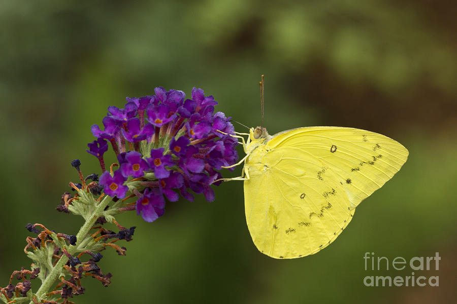 Yellow sulfur on butterfly bush Photograph by Bryan Keil