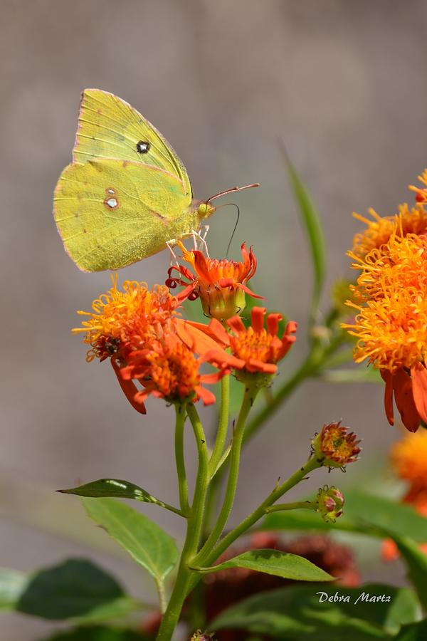 Yellow Sulphur Butterfly Photograph by Debra Martz