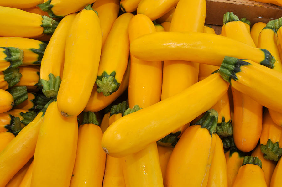 Yellow Summer Squash Photograph by Diane Lent