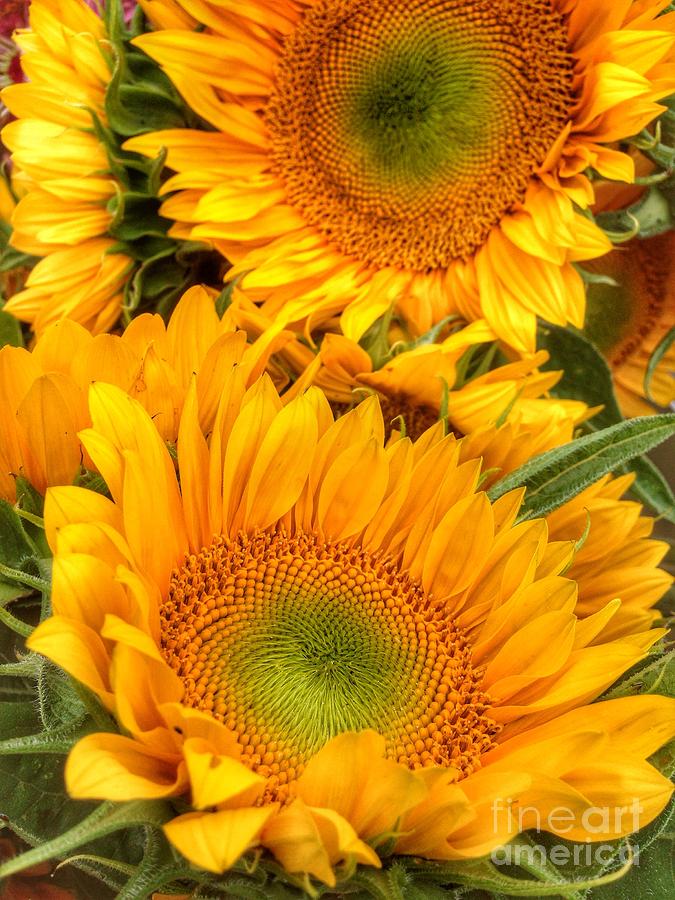 Yellow Sun Flower Burst Photograph by Susan Garren
