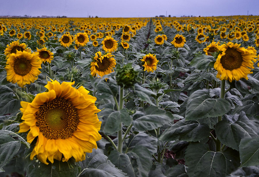 Yellow Sunflower Field Photograph by Dave Dilli