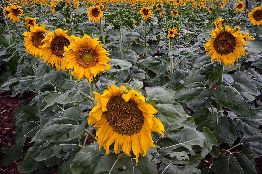 Yellow Sunflower Fields Photograph by Dave Dilli