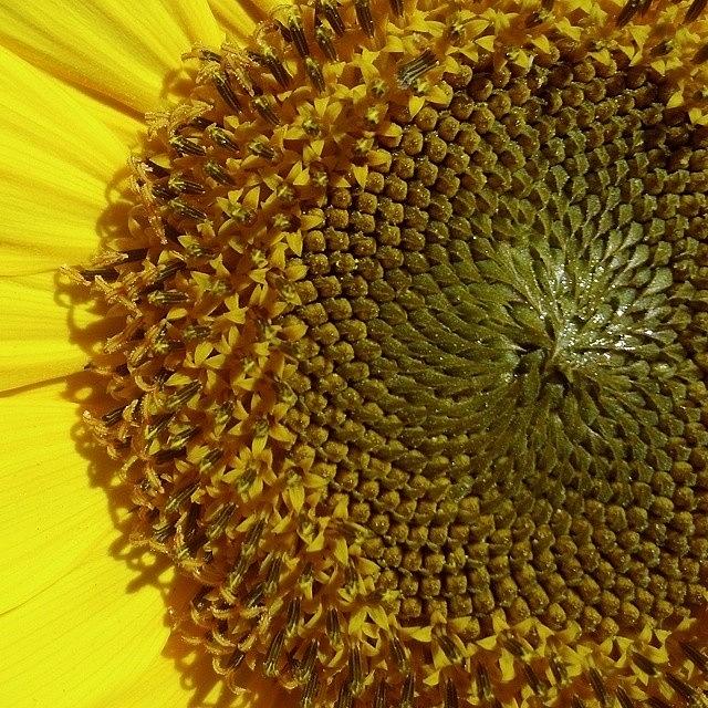 Sunflower Photograph - #yellow #sunflower #flower #center by The Texturologist