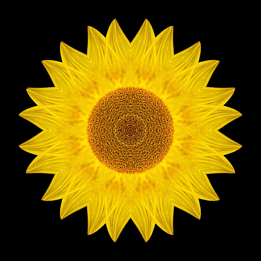 Yellow Sunflower IX Flower Mandala Photograph by David J Bookbinder