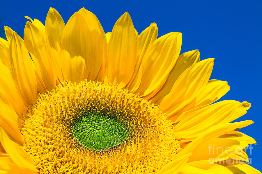 Yellow Sunflower Photograph by Mimi Ditchie
