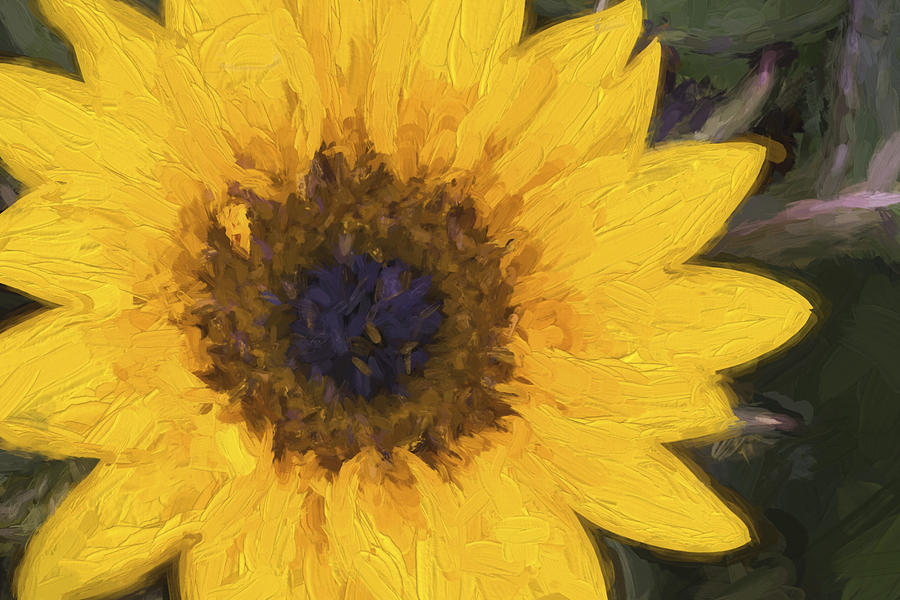 Sunflower Digital Art - Yellow Sunflower Painterly by Carol Leigh