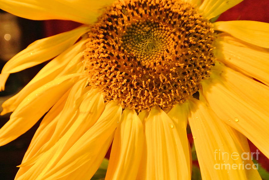 Yellow Sunflower Photograph by Sharron Cuthbertson