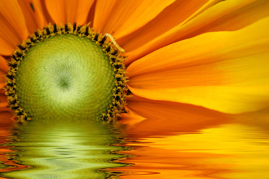 Yellow Sunflower Sunrise Photograph by Don Johnson