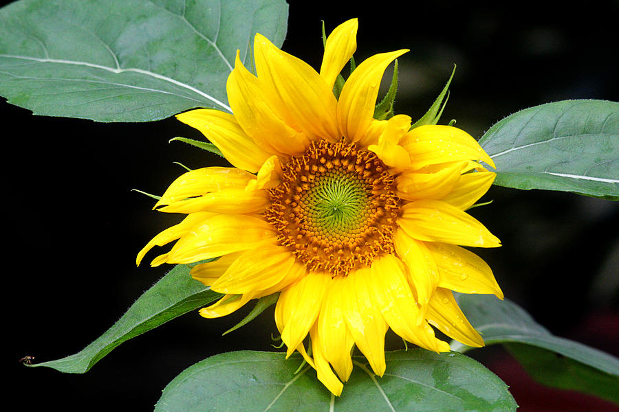 Flower Photograph - Yellow Sunflower by Trina  Ansel
