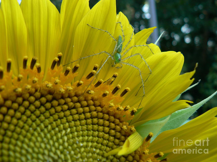 Yellow Sunflower with Green Spider Photograph by MM Anderson