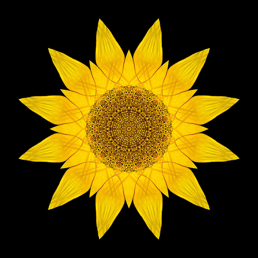 Yellow Sunflower X Flower Mandala Photograph by David J Bookbinder