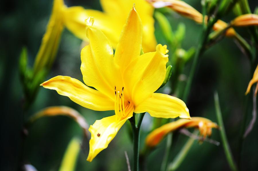 Lily Photograph - Yellow Sunshine by Carrie Munoz