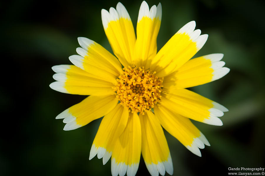 Flower Digital Art - Yellow sunshine  by Gandz Photography