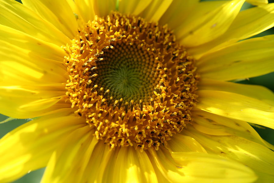 Yellow Sunshine Photograph by Neal Eslinger