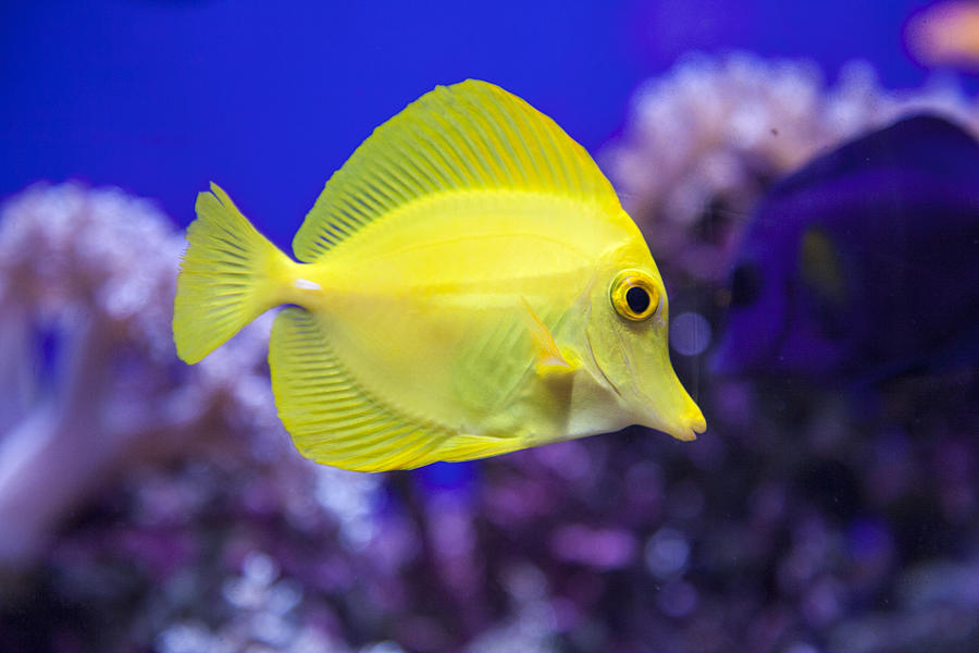 Yellow Surgeonfish Photograph by © Santiago Urquijo
